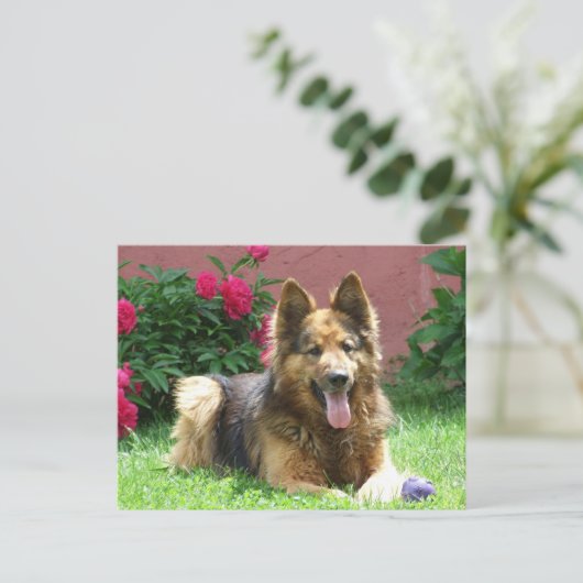 Longhair German Shepherd Postkarte (Stehend Vorderseite)