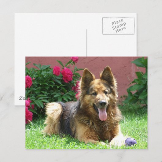Longhair German Shepherd Postkarte (Vorne/Hinten)