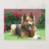 Longhair German Shepherd Postkarte (Vorderseite)