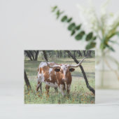 Longhor Postkarte (Stehend Vorderseite)