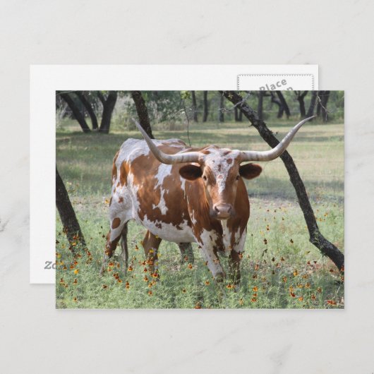 Longhor Postkarte (Vorne/Hinten)