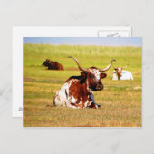 Longhor Postkarte (Vorne/Hinten)