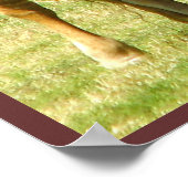 Longhorn Cattle Texas Poster (Ecke)