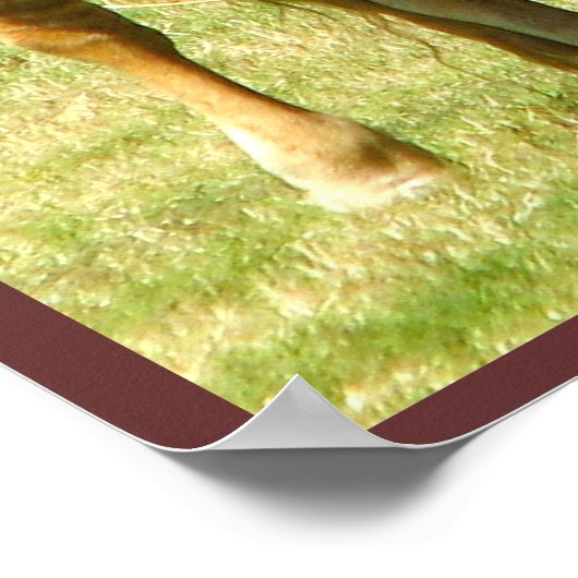 Longhorn Cattle Texas Poster (Ecke)