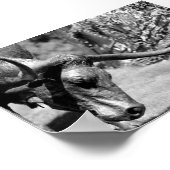 Longhorn Eating Poster (Ecke)