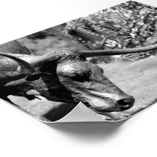 Longhorn Eating Poster (Ecke)