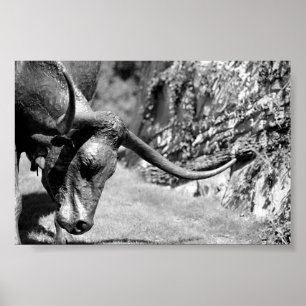Longhorn Eating Poster