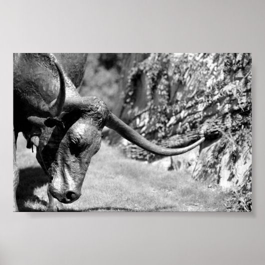 Longhorn Eating Poster (Vorne)