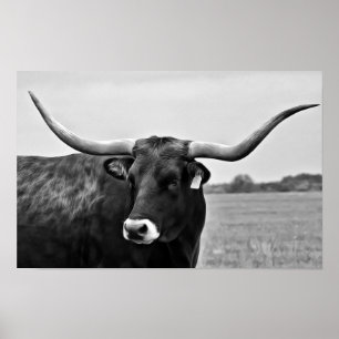 Longhorn Kuh Fotografie Print Poster