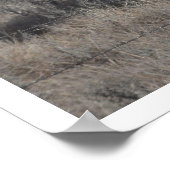 Longhorn Kuh in Weide Poster (Ecke)