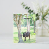 Longhorn Kuh Port Charlotte Florida Postkarte (Stehend Vorderseite)