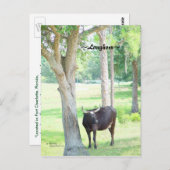 Longhorn Kuh Port Charlotte Florida Postkarte (Vorne/Hinten)