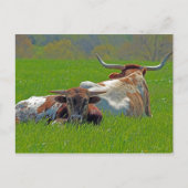 Longhorn Postkarte (Vorderseite)
