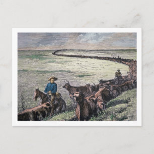 Longhorn-Rinder fahren von Texas nach Abilene, Kan Postkarte