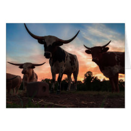Longhorn-Sonnenuntergang