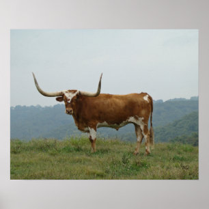 Longhorn Steer in Ozarks - wählen Sie Größe & Lein Poster