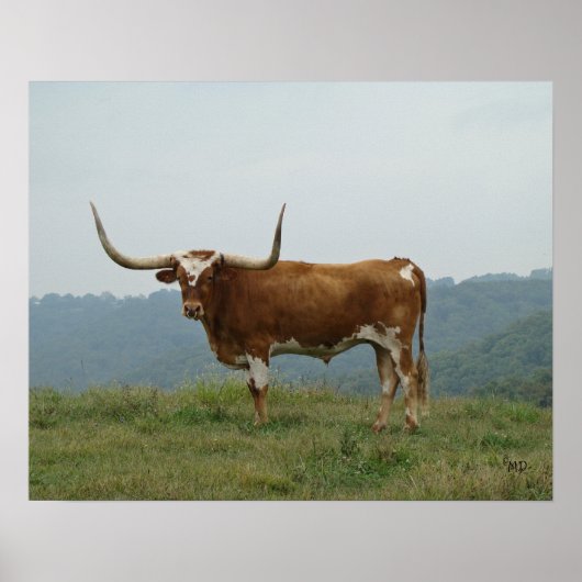 Longhorn Steer in Ozarks - wählen Sie Größe & Lein Poster (Vorne)
