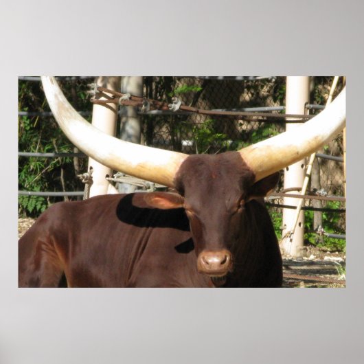 Longhorn Steer Poster (Vorne)