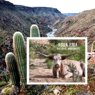 Longhorn Steer Ruhiging Agua Fria National Monumen Postkarte