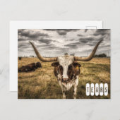 Longhorn Texas Postcard Postkarte (Vorne/Hinten)
