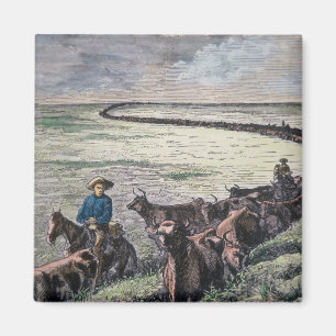Longhorn-Vieh fährt von Texas nach Abilene, Kansa Magnet