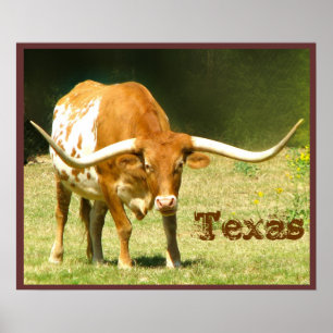 Longhorn-Vieh-Texas-Plakat Poster