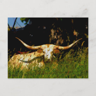 Longhorn-Viehpostkarte Postkarte