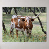 Longhorns Poster (Vorne)
