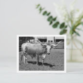 Longhorns sind Freunde, nicht Essen (B&W) Postkarte (Stehend Vorderseite)