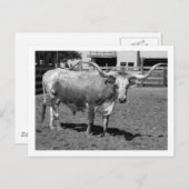 Longhorns sind Freunde, nicht Essen (B&W) Postkarte (Vorne/Hinten)