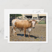 Longhorns sind Freunde, nicht Essen (Farbe) Postkarte (Vorne/Hinten)