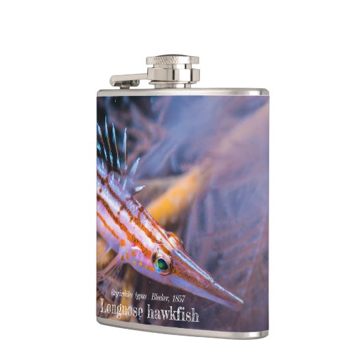 Longnose Flachmann (Links)