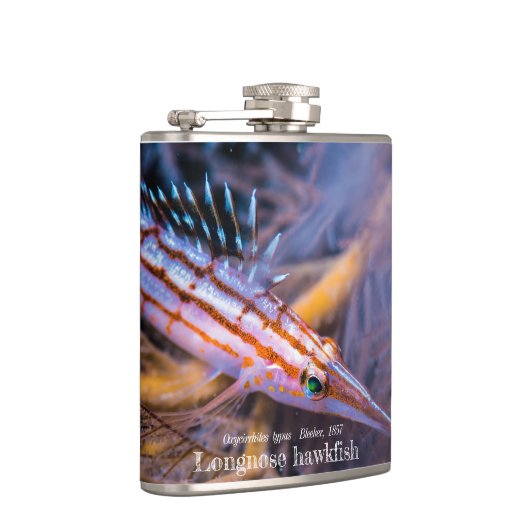 Longnose Flachmann (Rechts)