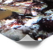 Longnose Hawkfish Poster (Ecke)