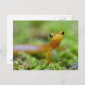 Longtail Salamander Postkarte (Vorne/Hinten)