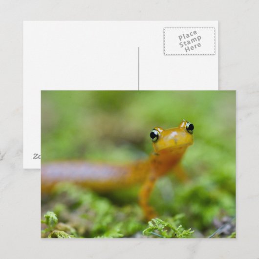 Longtail Salamander Postkarte (Vorne/Hinten)