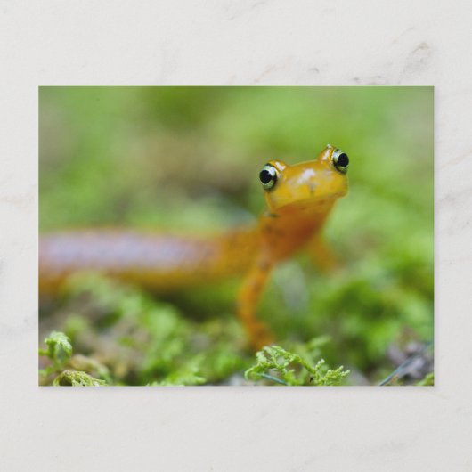 Longtail Salamander Postkarte (Vorderseite)