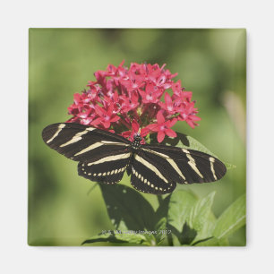 Longwing Schmetterling des Zebra, Heliconius Magnet