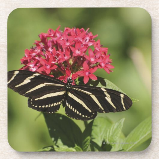 Longwing Schmetterling des Zebra, Heliconius Untersetzer (Vorderseite)