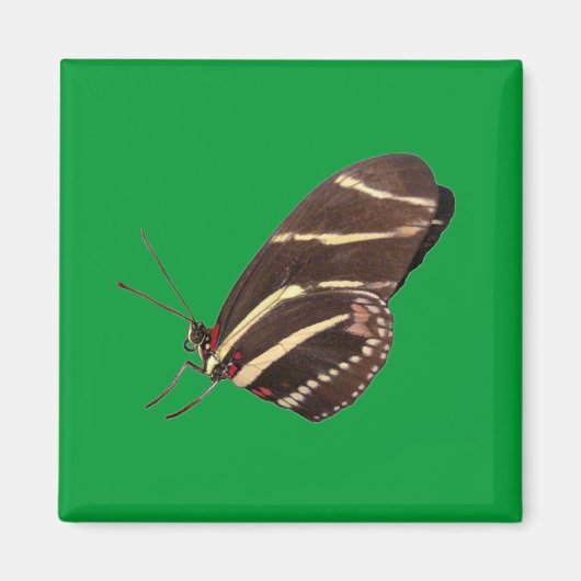 Longwing Zebra Butterfly Magnet (Vorne)