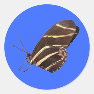 Longwing Zebra Butterfly von Florida Runder Aufkleber