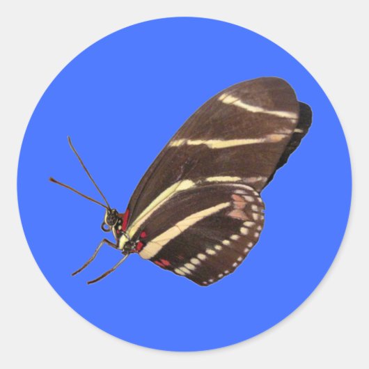 Longwing Zebra Butterfly von Florida Runder Aufkleber (Vorderseite)