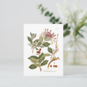 Lonicera periclymenum (Honeysuckle) Postkarte (Stehend Vorderseite)