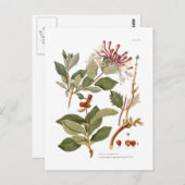 Lonicera periclymenum (Honeysuckle) Postkarte (Vorne/Hinten)