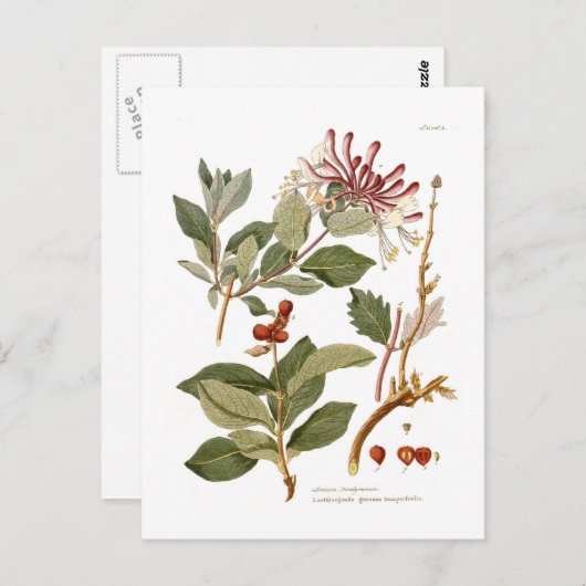 Lonicera periclymenum (Honeysuckle) Postkarte (Vorne/Hinten)