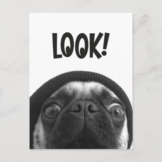 LOOK it's Lola the Pug Postkarte (Vorderseite)