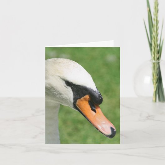 Look Of Kings Schwan Naturfotografie  (Vorderseite)