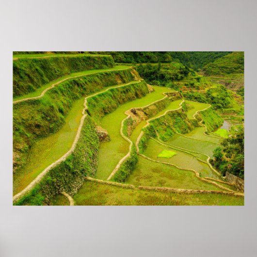 Looking Down On Rice Fields Poster (Vorne)