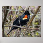 Looking Poster (Vorne)