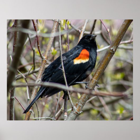 Looking Poster (Vorne)